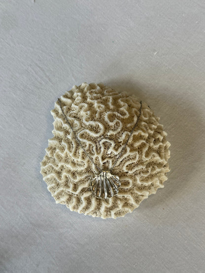 Shell Necklace